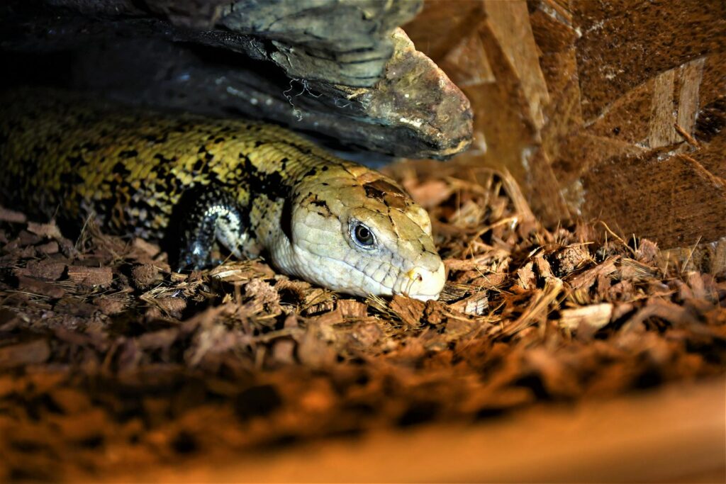 Close-up image of a blue-tongue skink in its natural habitat, showcasing its detailed scales.