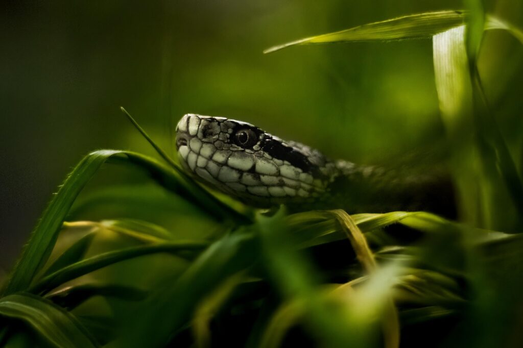 viper, snake, reptile, nature, poisonous, animal, wildlife, viper, viper, viper, viper, viper, animal