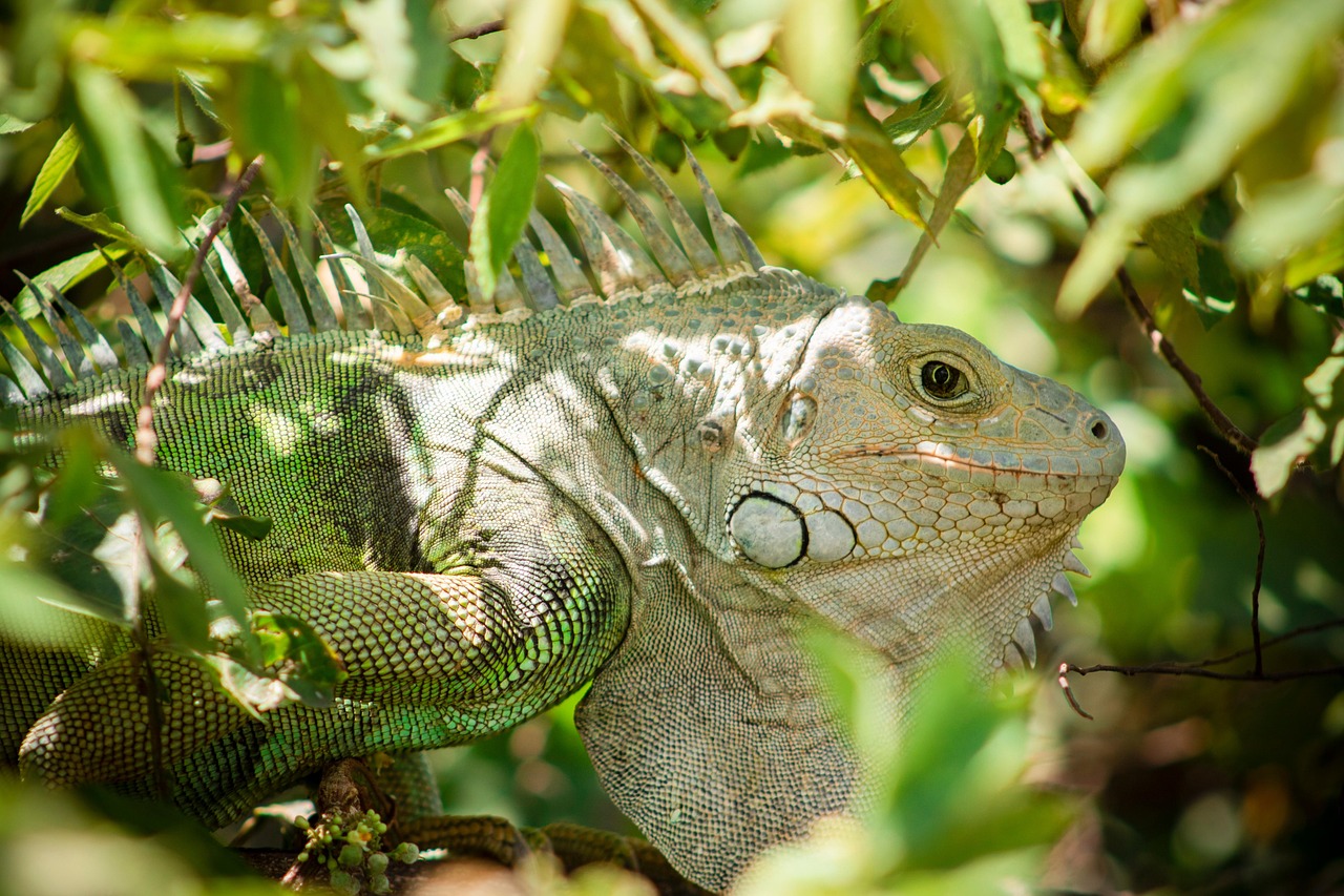 How Some Reptiles Have Been Reintroduced to Their Natural Habitats