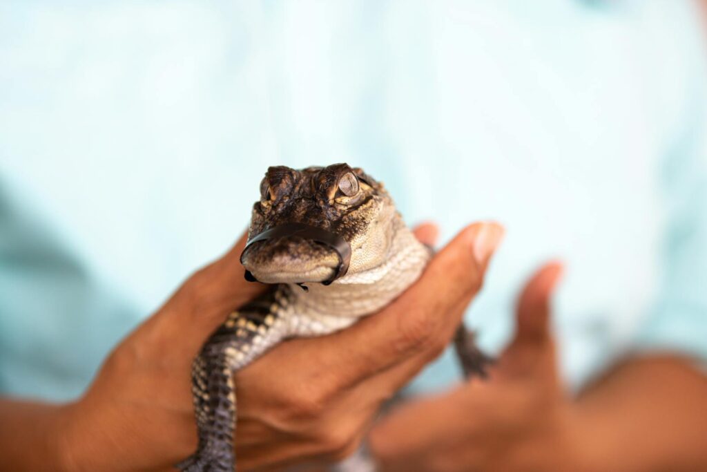 A baby alligator being gently held in human hands, showcasing its delicate and reptilian features.