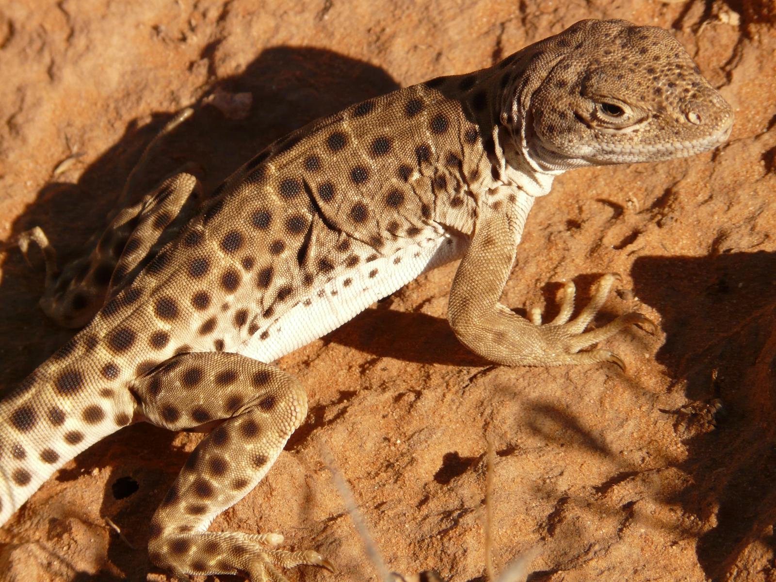 How Some Lizards Can Survive Without Drinking Water