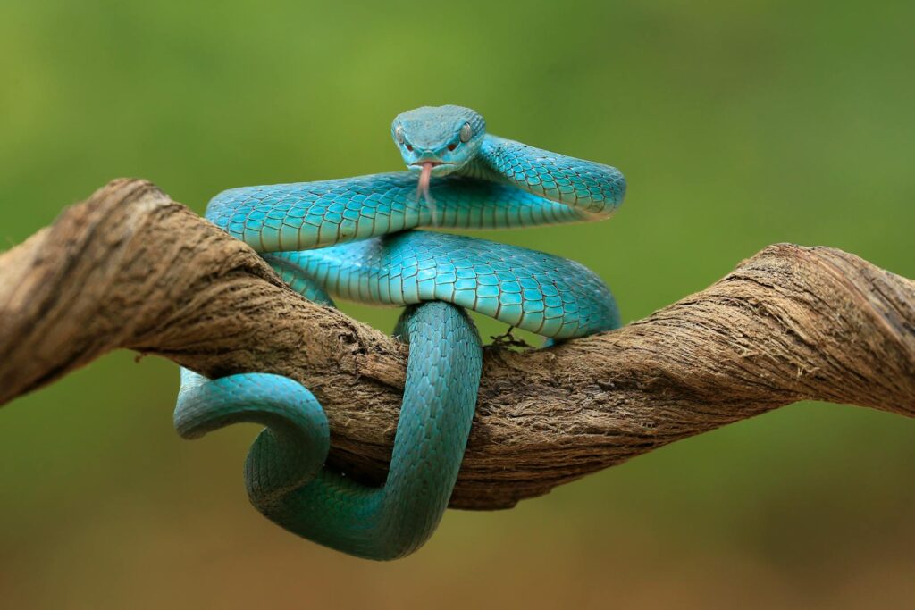 Close-up of a vibrant blue viper snake coiled on a branch with a natural green background.