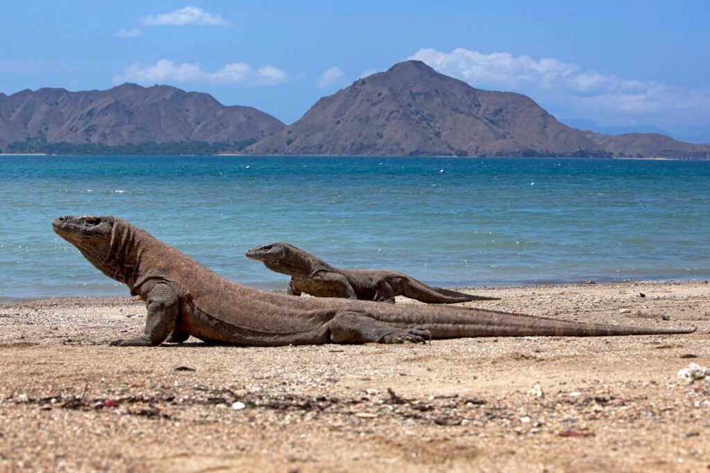 Komodo dragons basking on a beach in Komodo National Park, Indonesia.