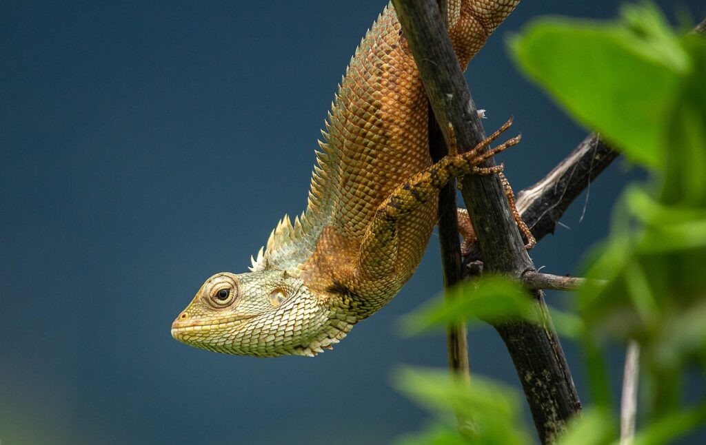 lizard, reptile, wildlife, animal, ornithology, nature, fauna, wilderness, portrait