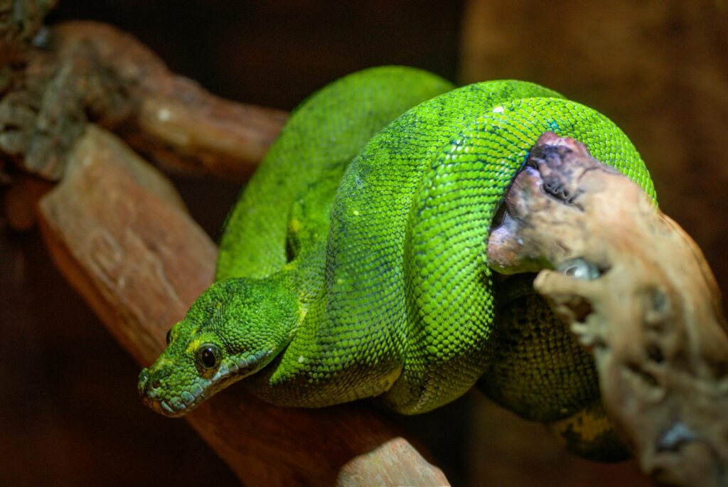 Close-up of a colorful green snake coiled on a branch in its natural habitat.