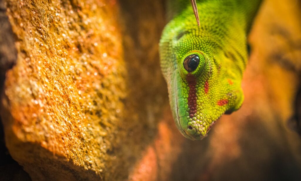 Detailed macro shot of a green gecko with red spots against a textured rock background.