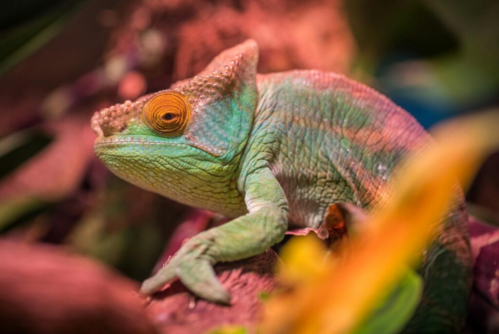 Close-up of a colorful chameleon blending in its tropical habitat, showcasing vibrant textures and exotic wildlife.