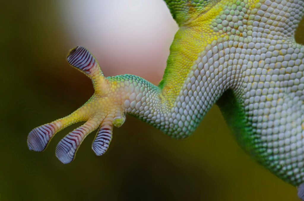 Detailed macro shot of a green lizard's foot showcasing scales and sticky pads.