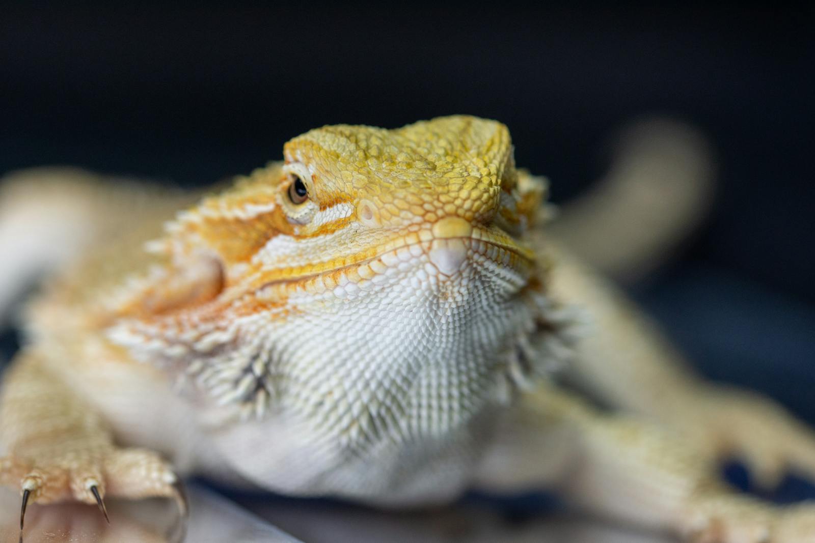 How to Tell If Your Pet Lizard Is Stressed