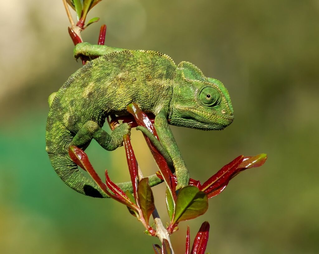 chameleon, lizard, nature, reptile, animal, wildlife, colorful, wilderness, fauna, closeup
