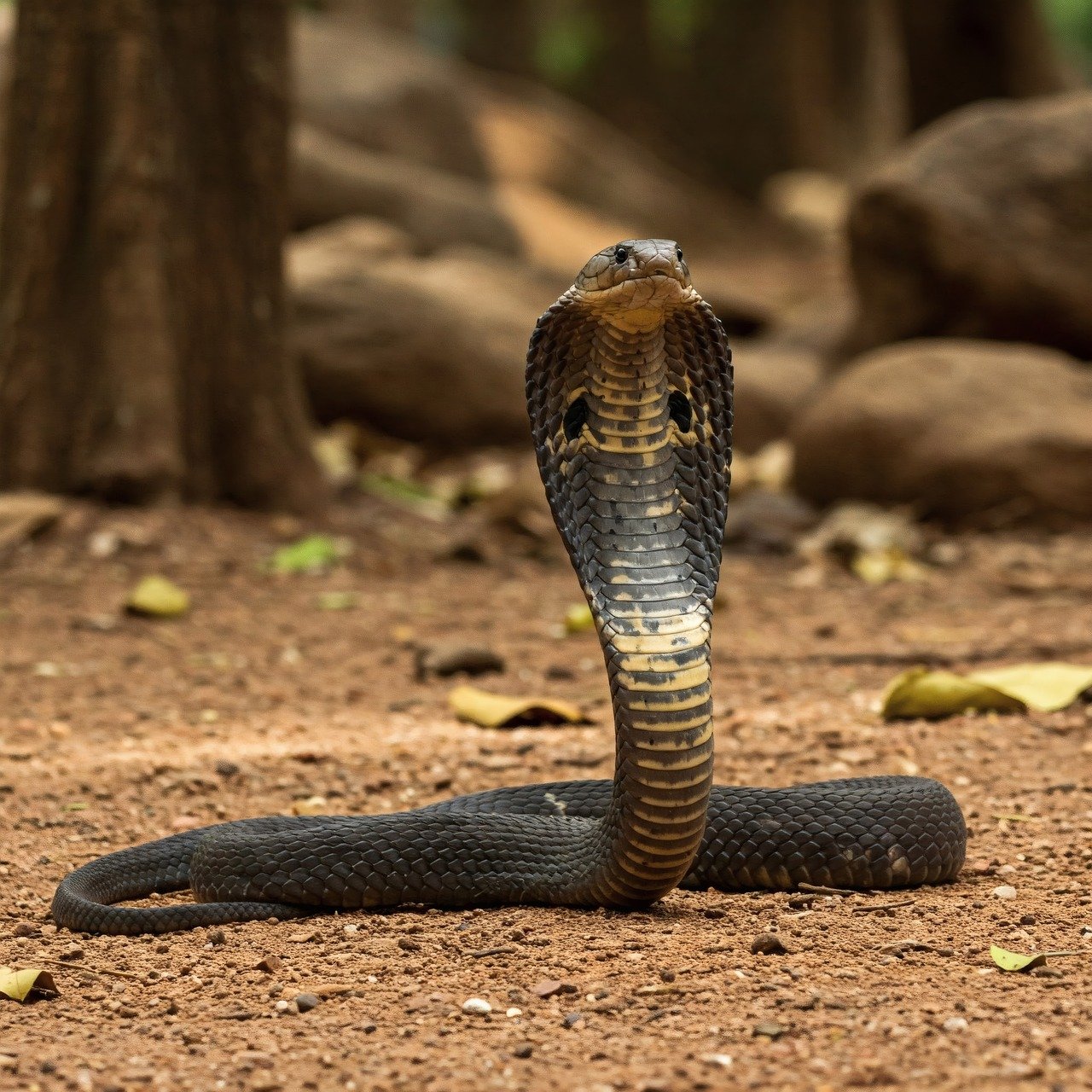 The Most Aggressive Snake Species in the World