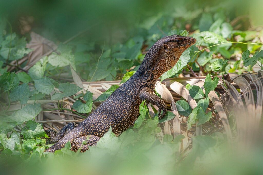 nature, animal, animals in the wild, asian water monitor, australia, carnivore, claw, crawling, cruel, endangered species, lizard, monitor lizard, reptile, spotted, thailand, tropical climate, wildlife