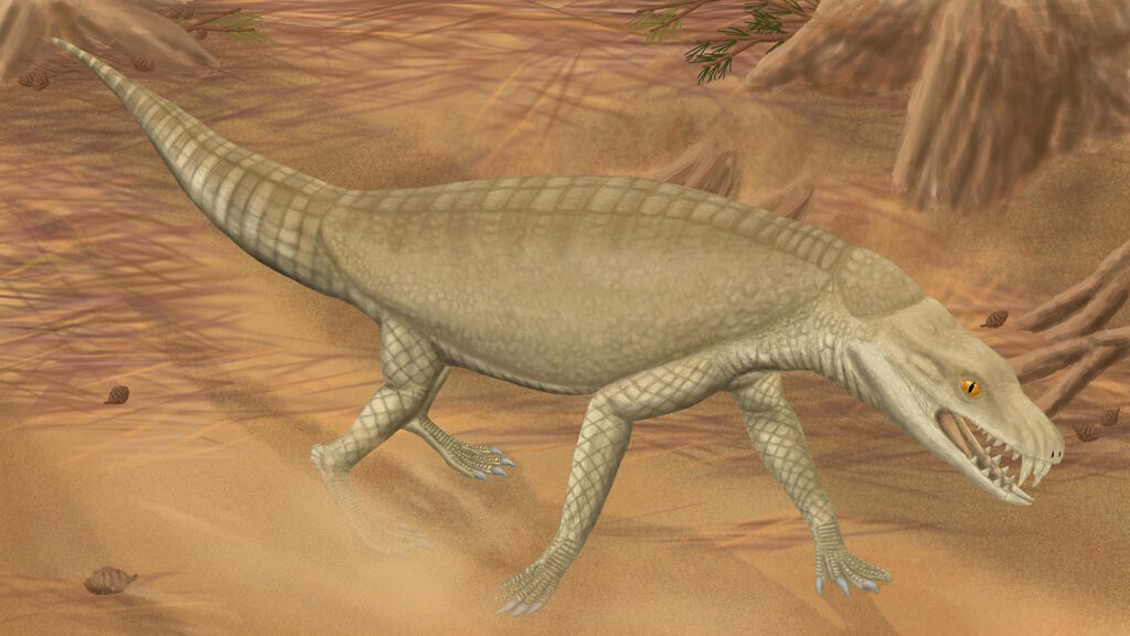 Digital illustration of Armadillosuchus arrudai walking on sandy terrain, showing its armored, banded body, digging claws, and robust limbs adapted for burrowing.