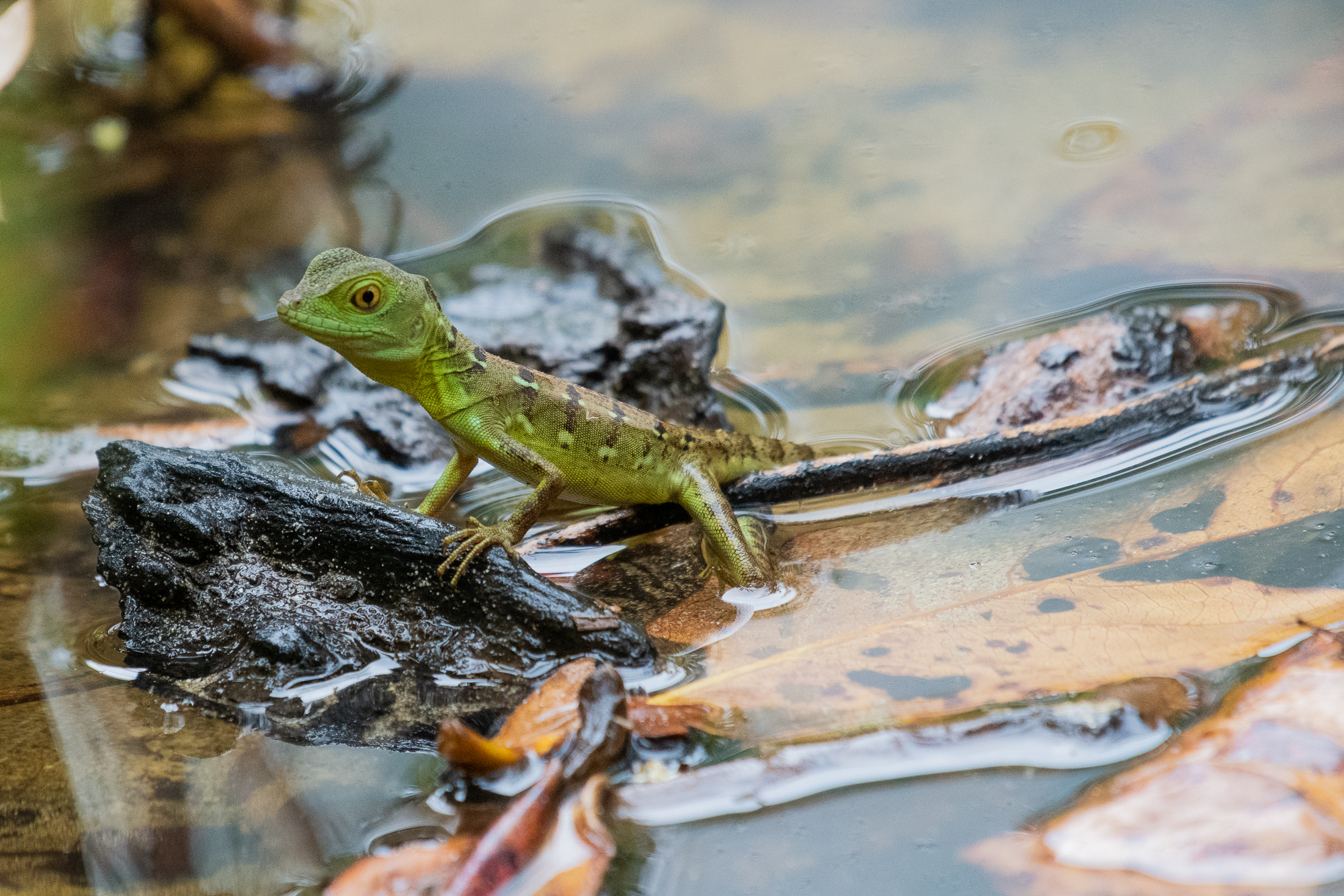 How Some Lizards Can Run on Water – The Jesus Lizard Explained
