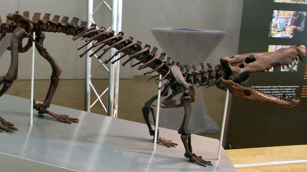 Exhibit of a full Boverisuchus skeleton showing its long limbs, narrow skull, and upright posture, adapted for running and active predation on land.