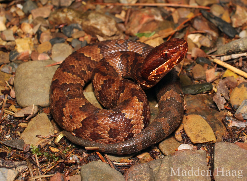 By MH Herpetology