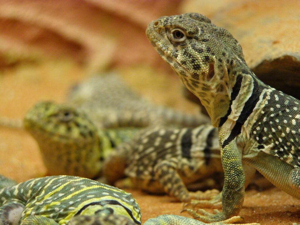Crotaphytus collaris