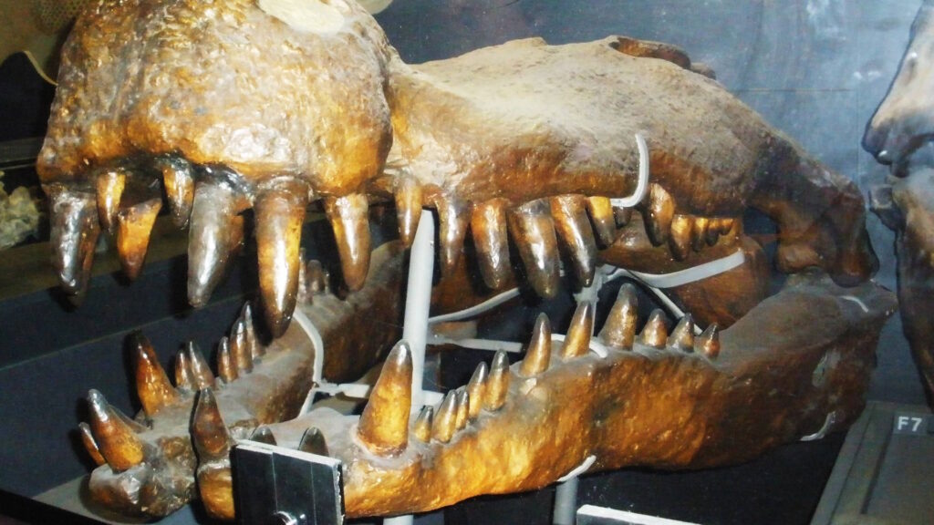 Close-up of a fossilized Deinosuchus skull showing massive, conical teeth arranged in powerful jaws, supported by metal brackets in a museum display