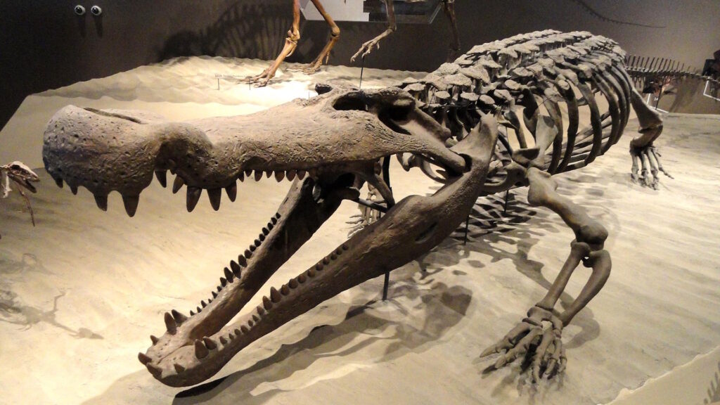 Fossil skeleton of Deinosuchus hatcheri on display in a museum, posed with jaws wide open; the massive skull and robust body emphasize its role as a powerful prehistoric predator.