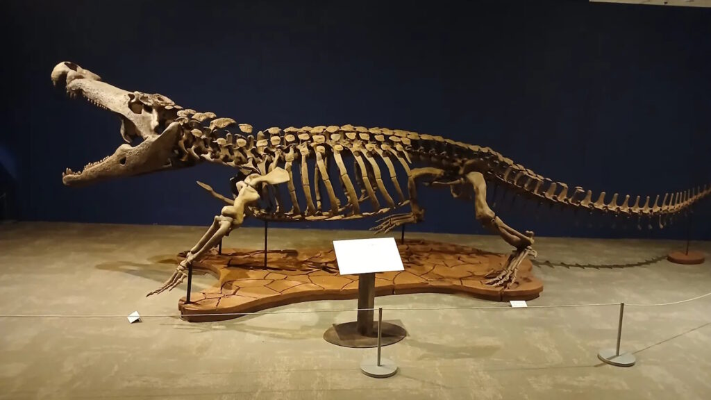 Fossil skeleton of Deinosuchus, an extinct giant crocodylomorph, displayed in a museum exhibit on a wooden platform with an informational plaque in front.