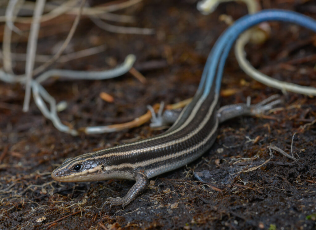Plestiodon fasciatus