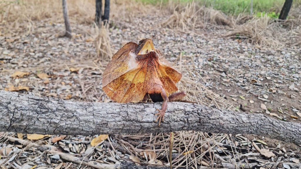 Frilled-neck lizard with frill extended on a tree branch in dry woodland habitat.