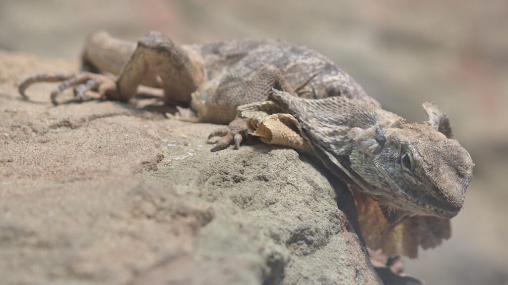 Frilled-neck lizard resting on a rock with loose, shedding skin visible around its head and frill.