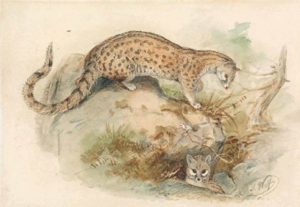 A drawing depicting a cat and a mouse sitting on a rock, showcasing their playful interaction in a natural setting.