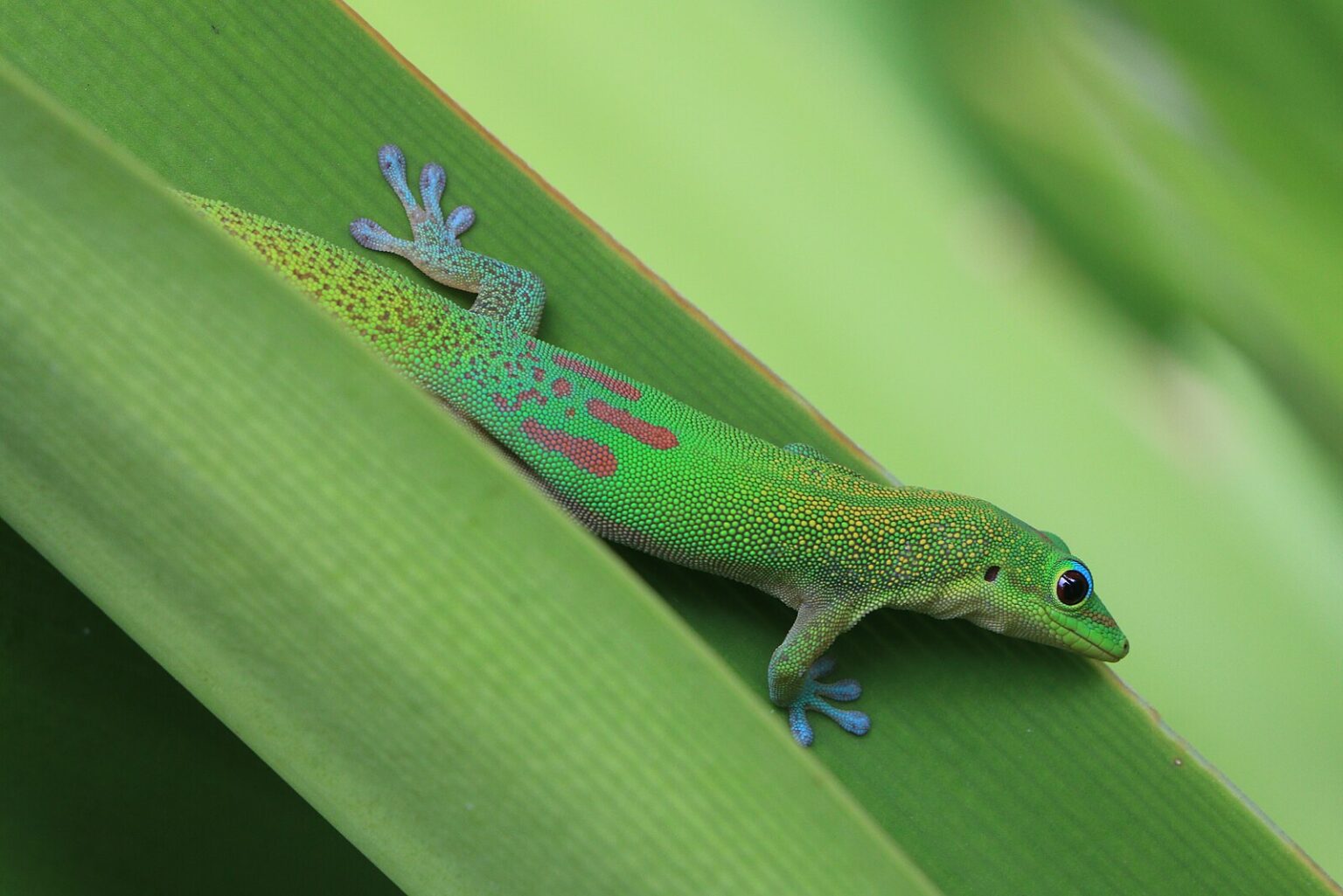 The Most Colorful Gecko Species in the World – Reptilekingz