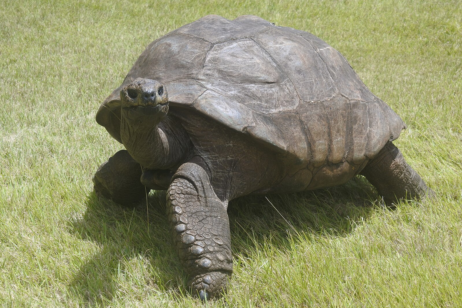 The Oldest Tortoise Ever Lived – A Record-Breaking Lifespan