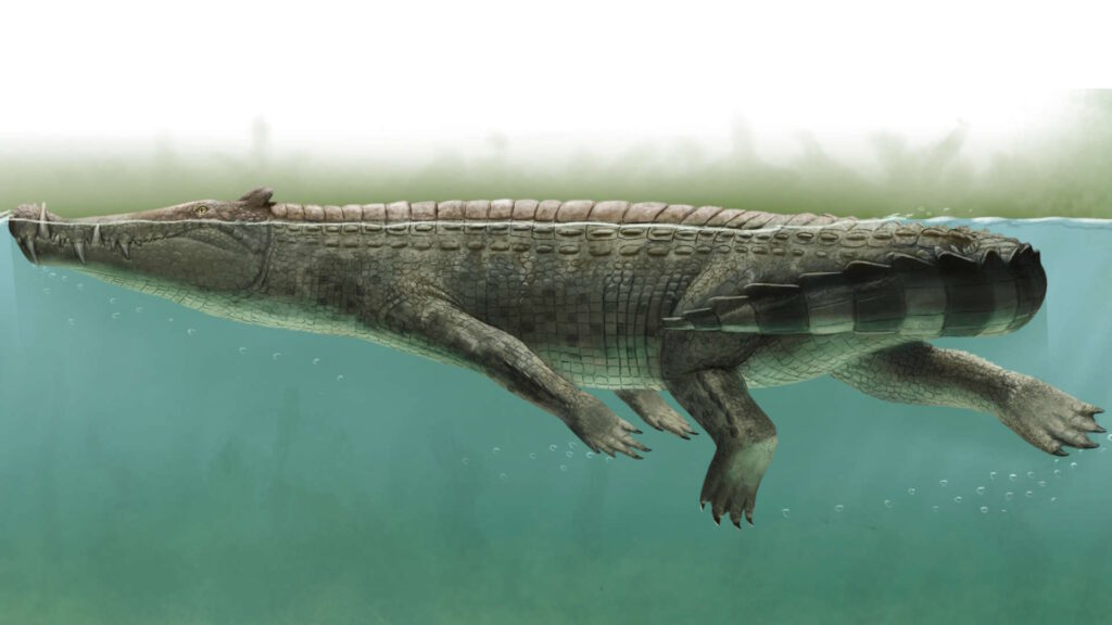 Artistic reconstruction of Kaprosuchus saharicus swimming underwater, showing its elongated body, tusk-like teeth, and crocodile-like appearance.