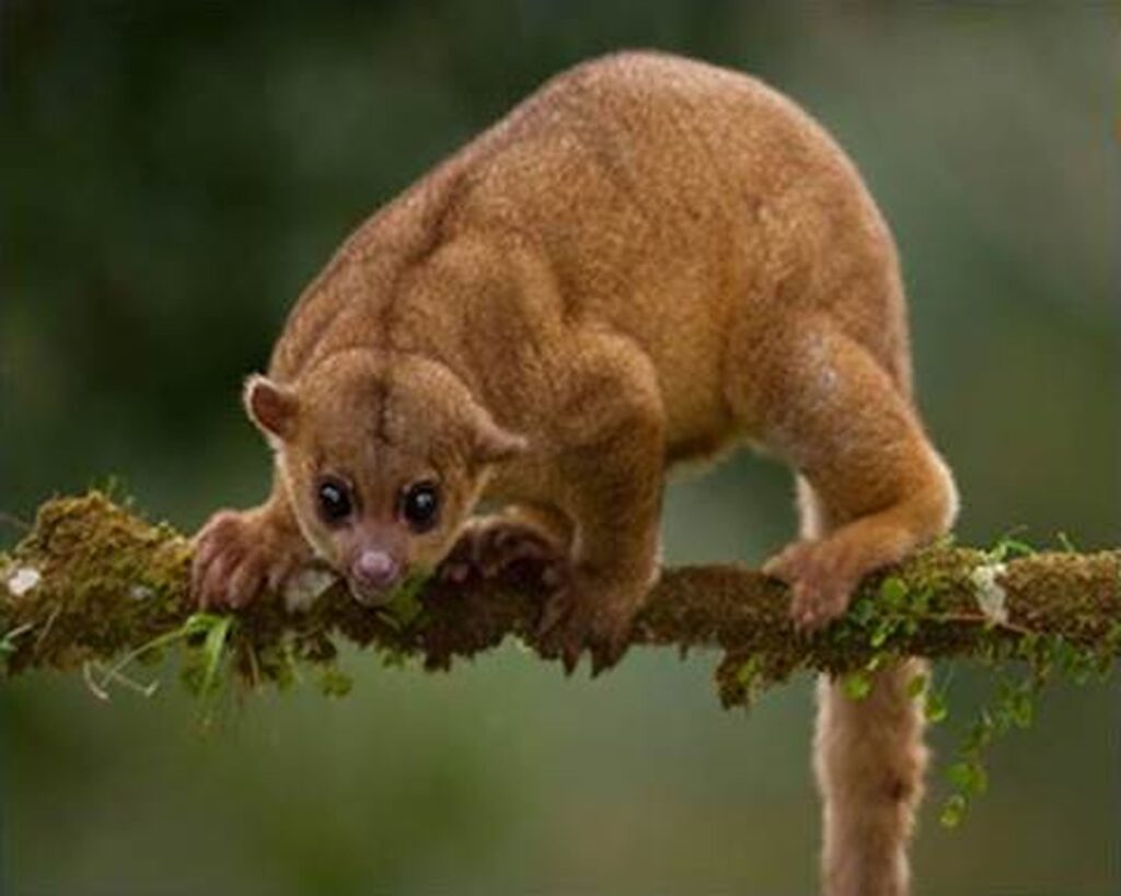 A small animal perched on a branch, surrounded by green leaves, showcasing its natural habitat.