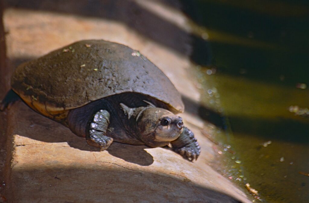 Erymnochelys madagascariensis)