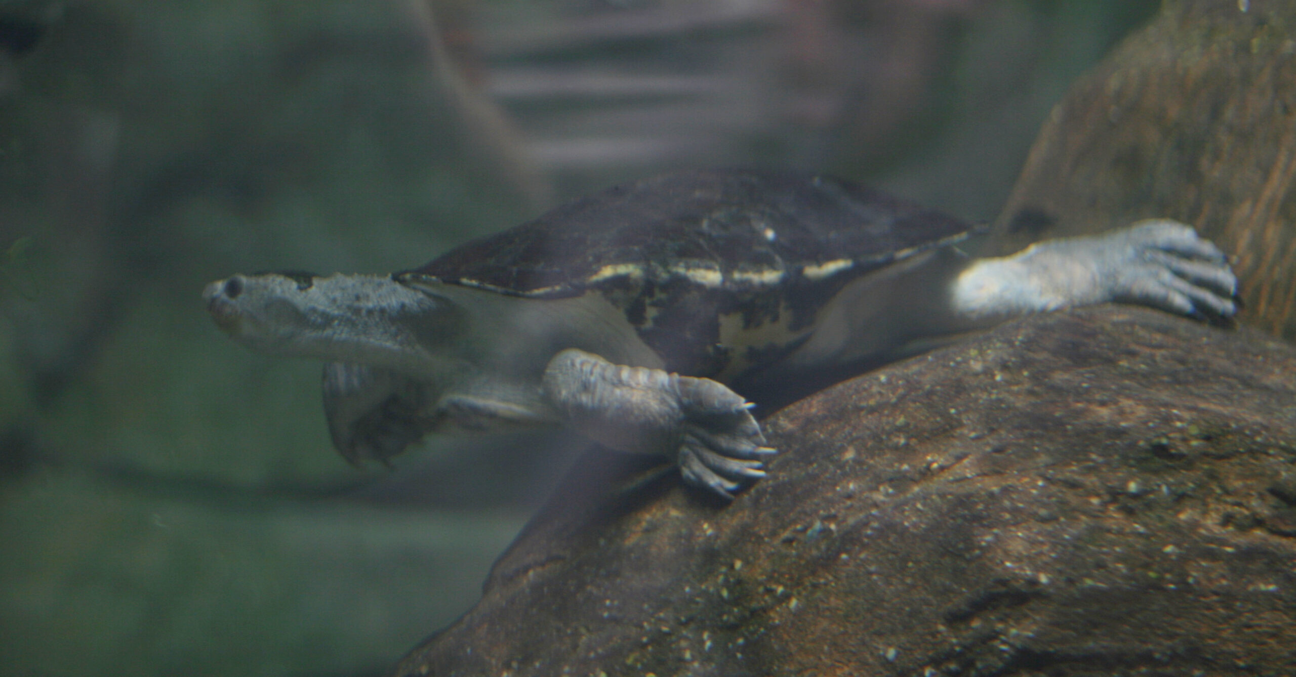 Why Some Turtles Can Breathe Through Their Rear Ends