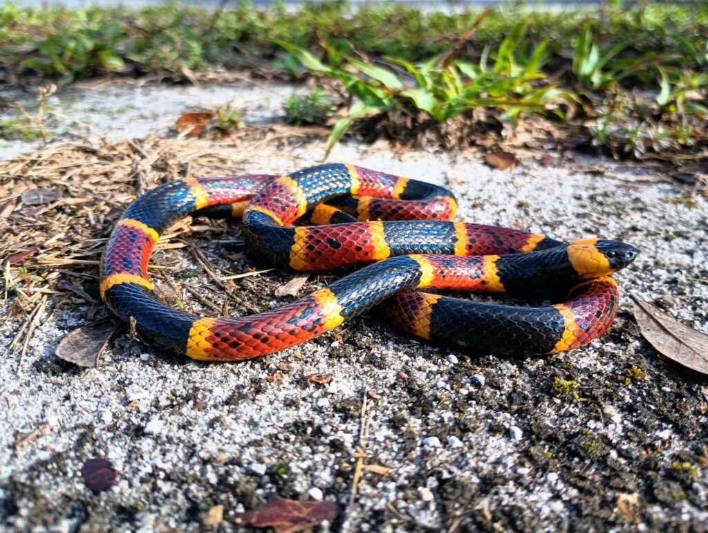 By no rights reserved - https://www.inaturalist.org/photos/286627672, CC0, https://commons.wikimedia.org/w/index.php?curid=165775913