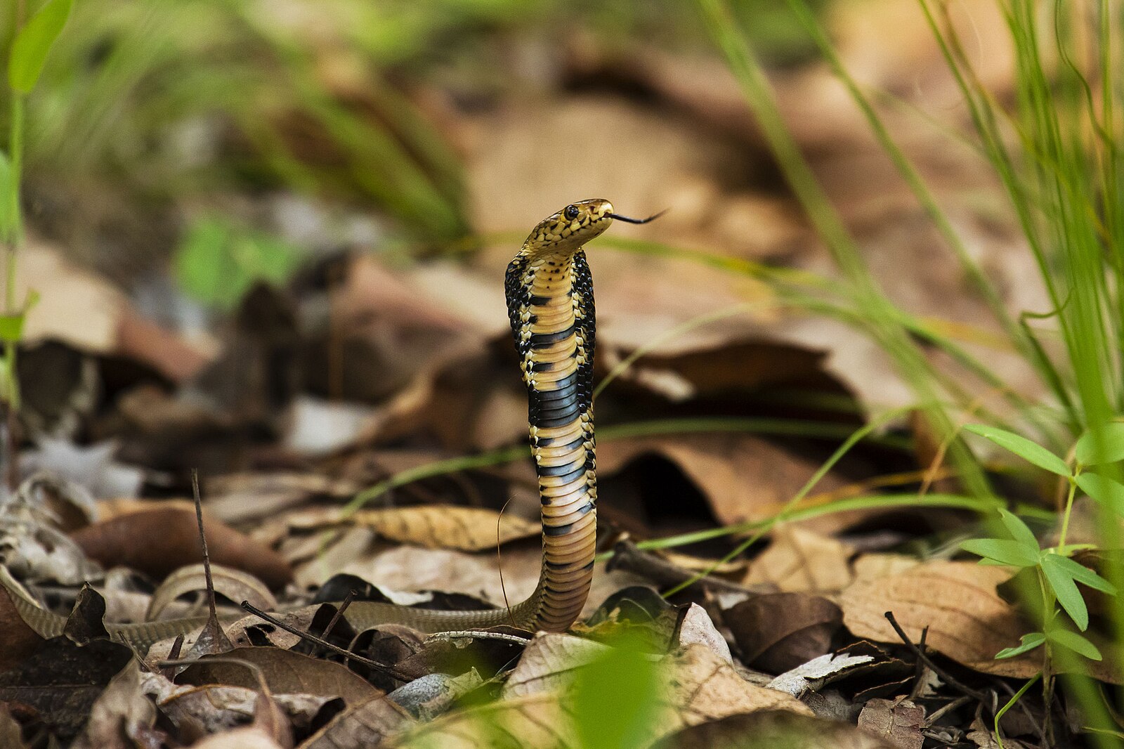 How Venomous Snakes Hunt and Capture Their Prey