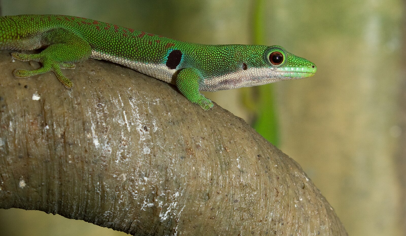 The Most Colorful Gecko Species in the World – Reptilekingz
