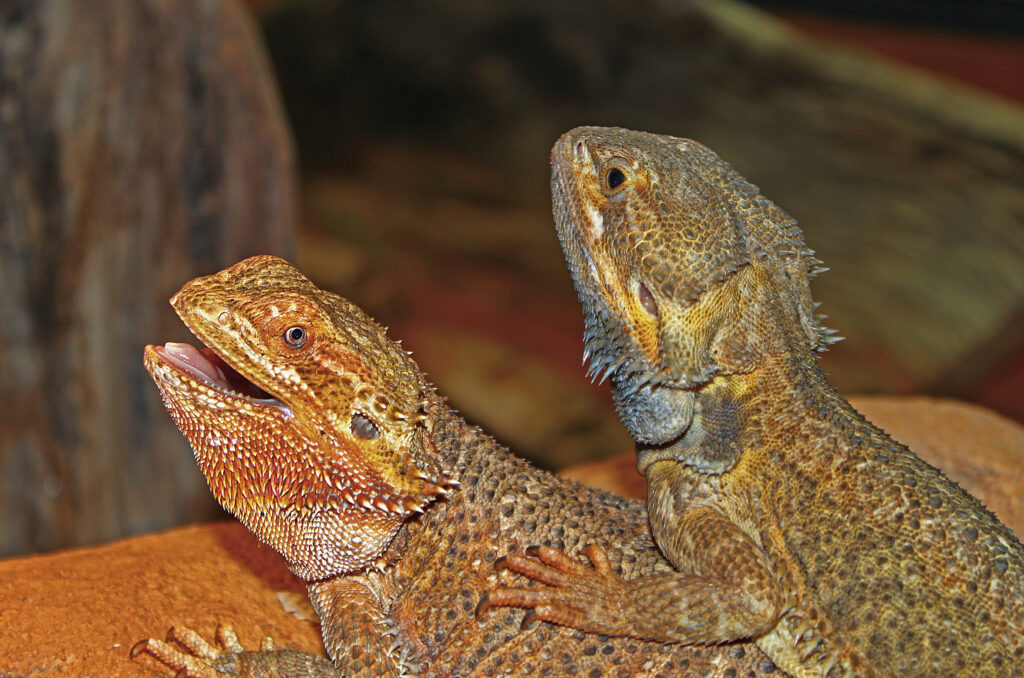 Pogona vitticeps