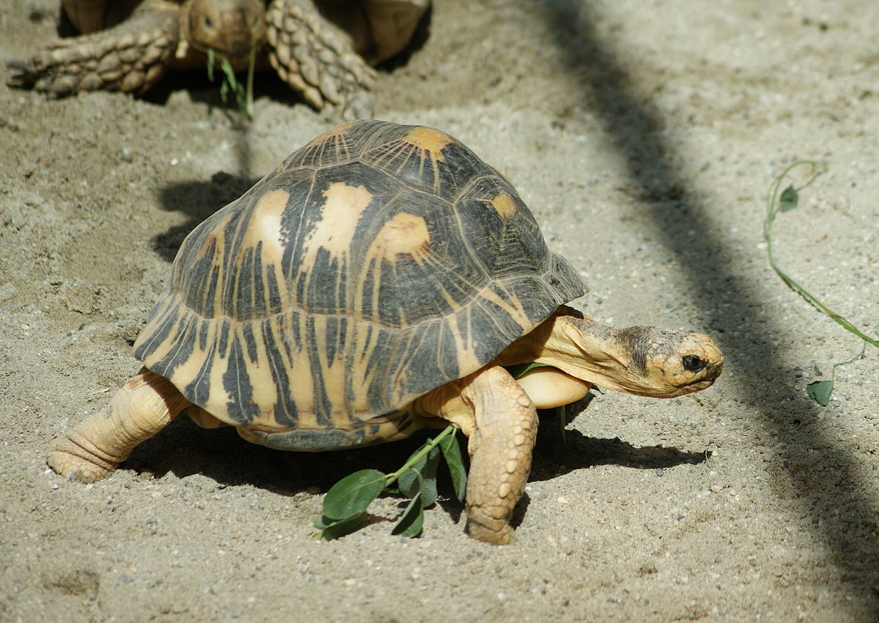 The Slowest Tortoise Ever Recorded A True Patience Master