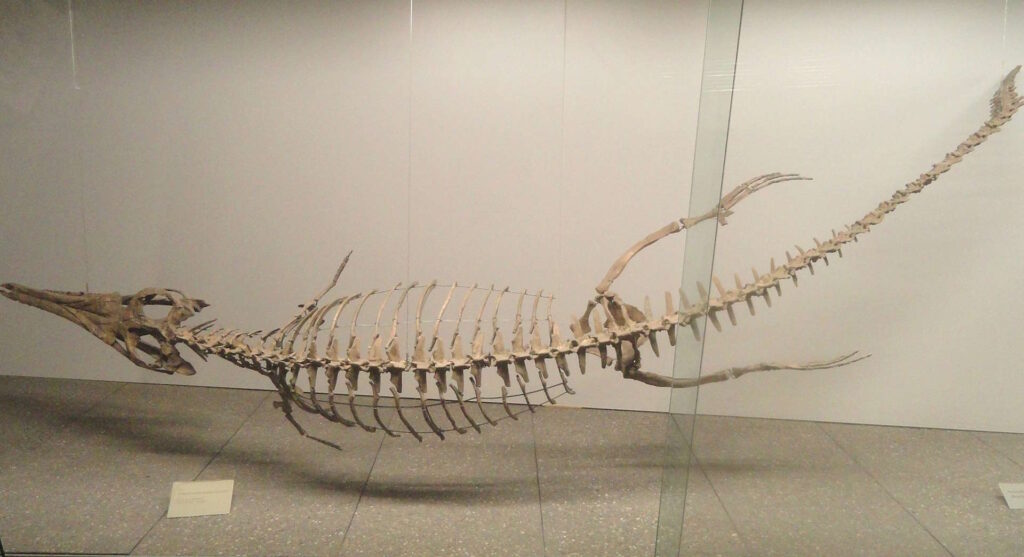 Thalattosuchian skeleton with flippers and a long tail displayed in a museum exhibit.