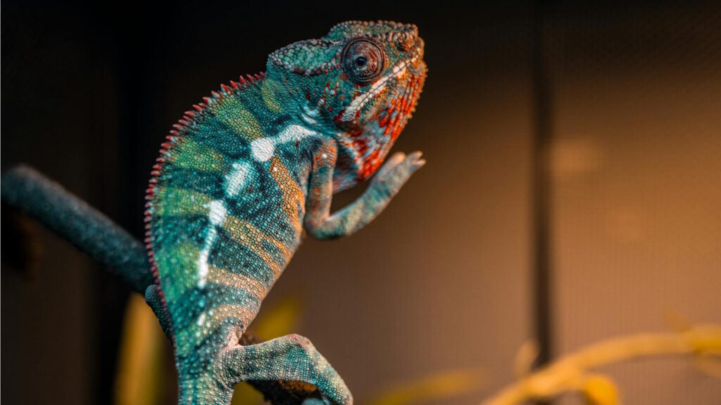 Close-up photo of a colorful chameleon perched on a branch inside a terrarium.