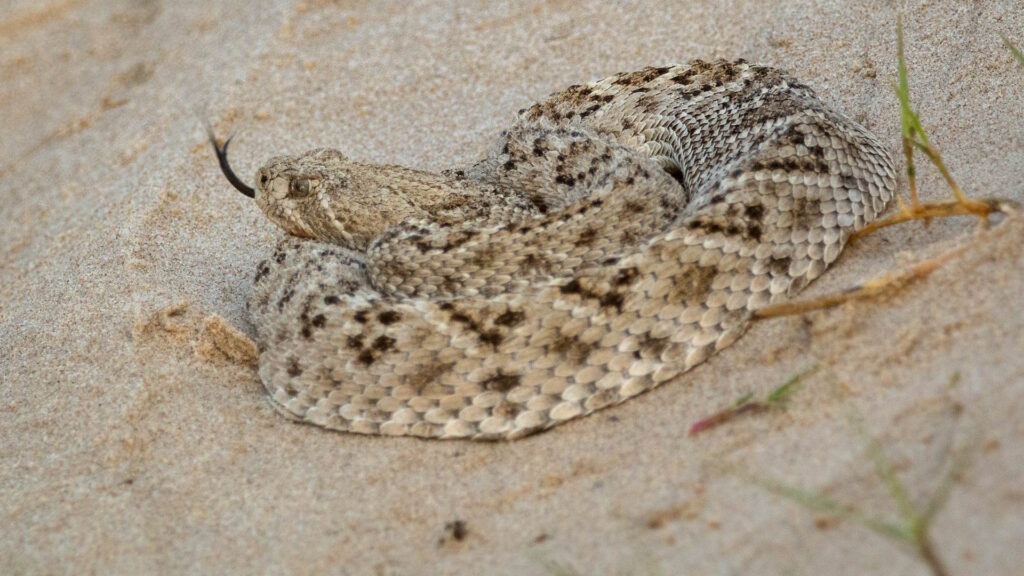 A western diamondback rattlesnake coiled up in the dunes on Padre Island.