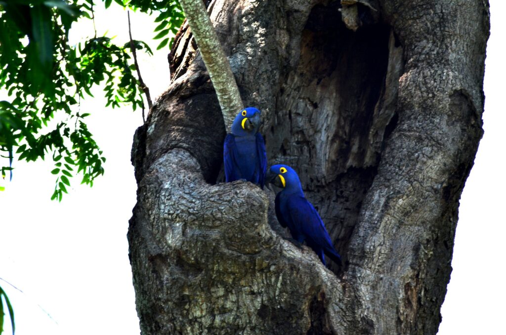 Two vibrant blue birds perched on a tree branch, with lush foliage in the background.