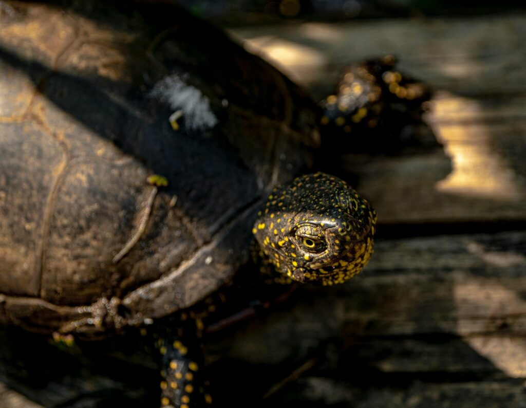 A turtle with vibrant yellow spots on its shell, resting on a sandy surface under soft natural light.