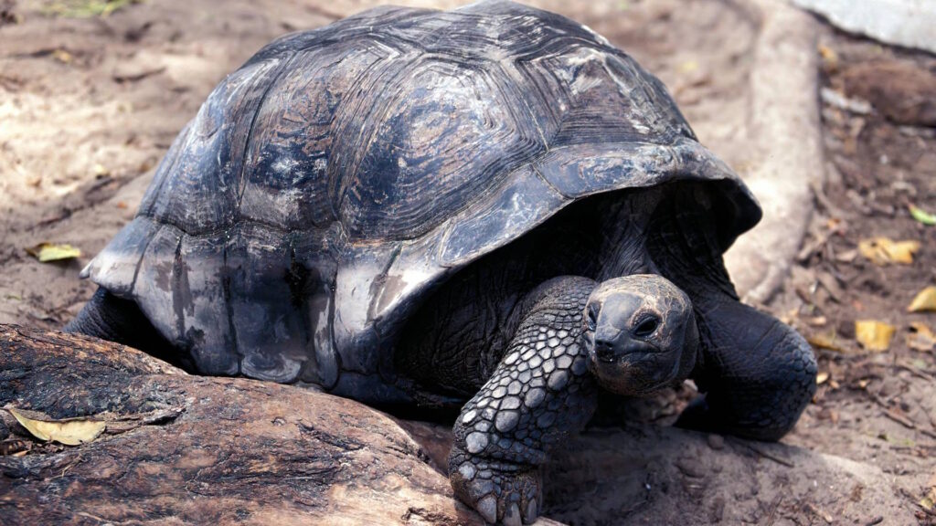 Close-up of an Aldabra giant tortoise in its natural habitat, Seychelles.