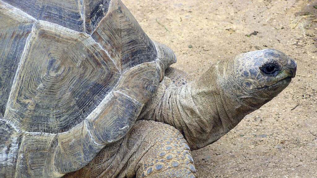 Close-up image of an Aldabra giant tortoise showing its textured shell and wrinkled neck
