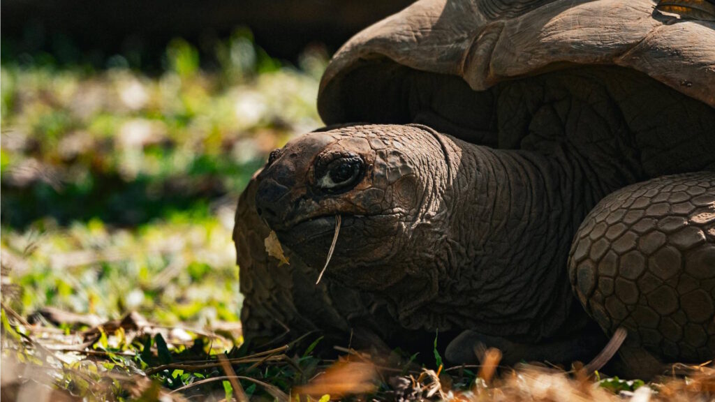 A close-up of an Aldabra giant tortoise resting on grass, partially in shadow, with a piece of dry vegetation in its mouth.