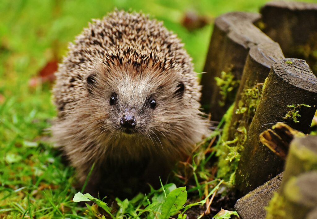 A hedgehog stands on green grass, its spines glistening in the sunlight, surrounded by a natural outdoor setting.