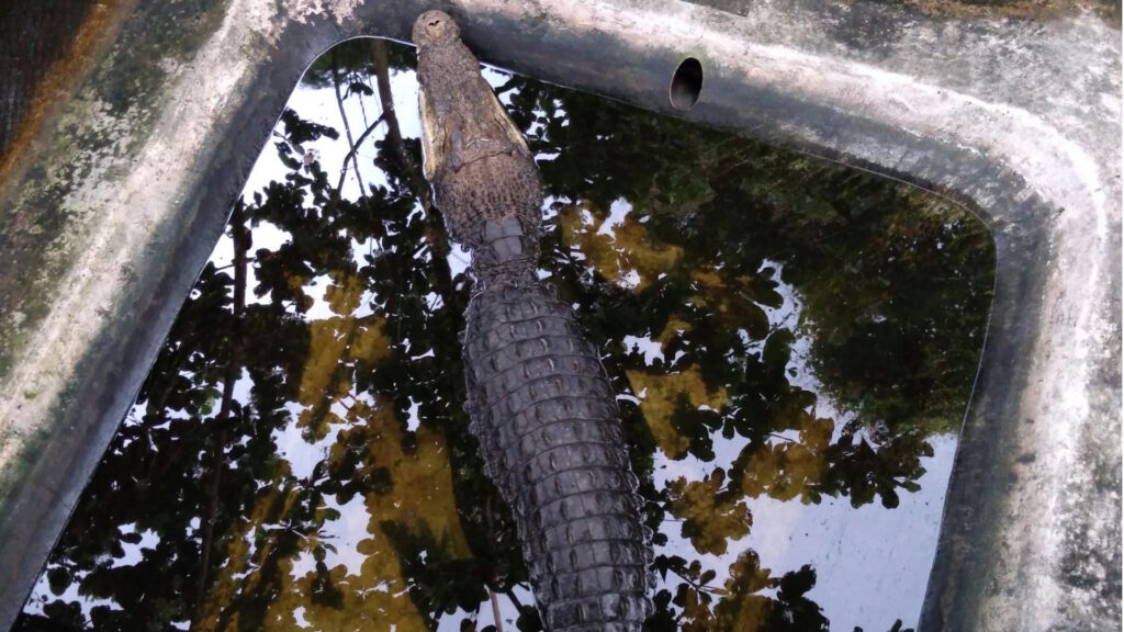 Top view of a crocodile resting in a water tank at a zoo, surrounded by reflections
