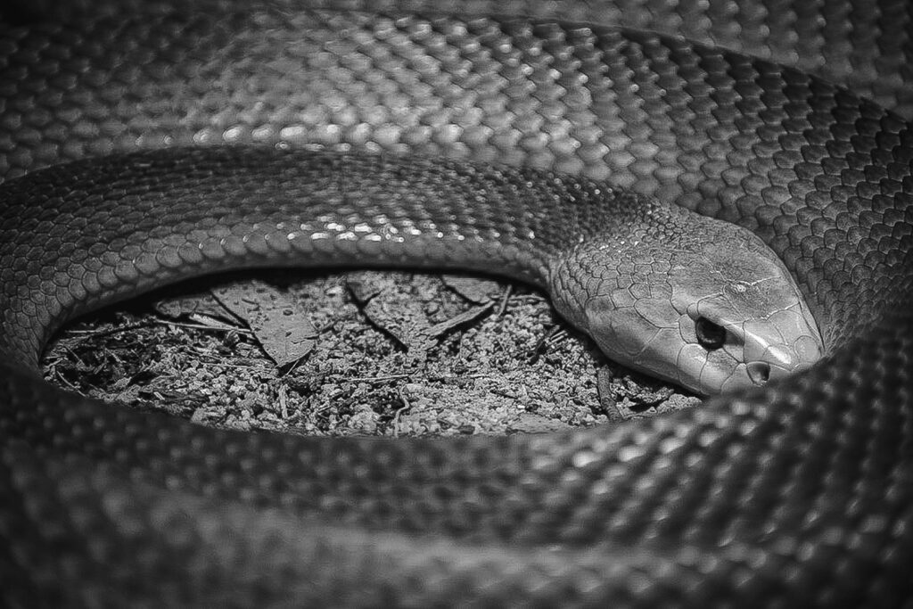 Black and white photo of a snake coiled on a branch, showcasing its scales and intricate patterns.